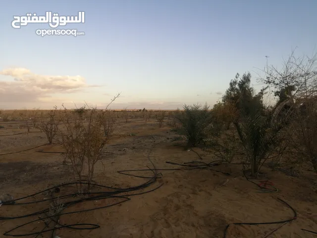 25 فدان مستصلحين ببئر مياه بجمعية شرطة بوادي المغرة الظهير الصحراوي لجنوب مدينة العلمين بسعر لؤطة