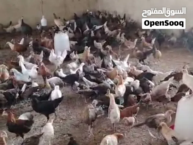 يتوفر دجاج عماني وحبشي وبط