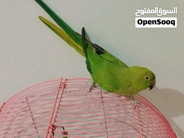 التفاصيل موجوده بل وصف