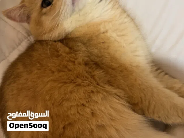 للتزاوج برسوم