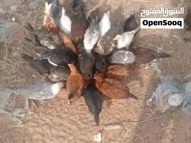 دجاج العربي
