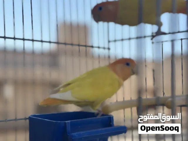 كوبيه بركديلو