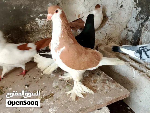طيره لاهور حجم جامبو