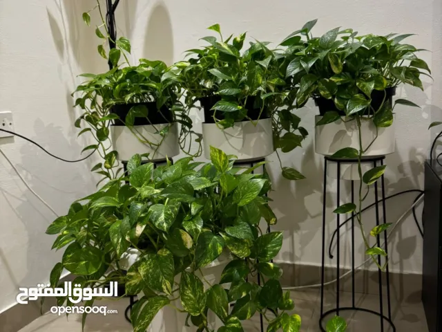 لمسة خضراء تغيّر شكل بيتك بالكامل- البيع شامل الاستنادات- عمر النباتات اكثر من 10 سنوات