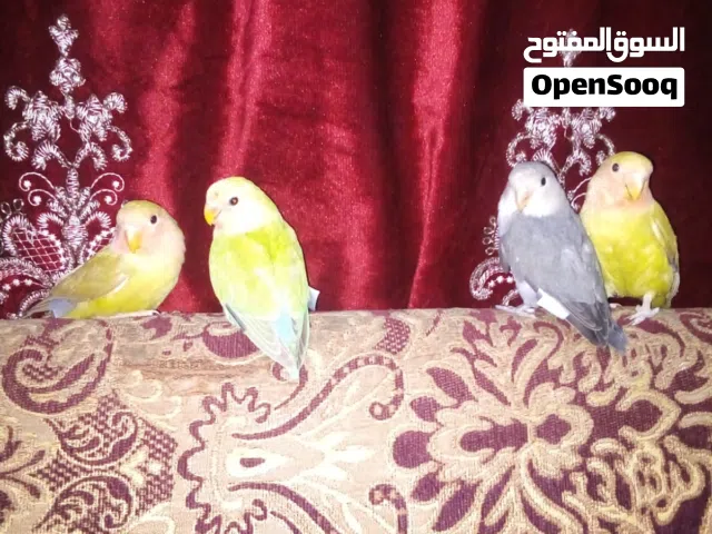 متاح غندورة العدد 4 سعر التك 25