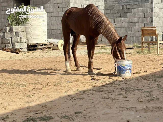 حصان اشقر للبيع او افاري بغنم
