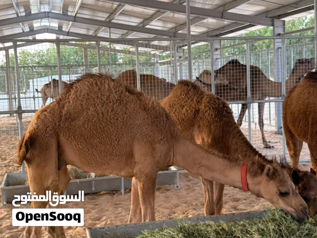 قعود لباني