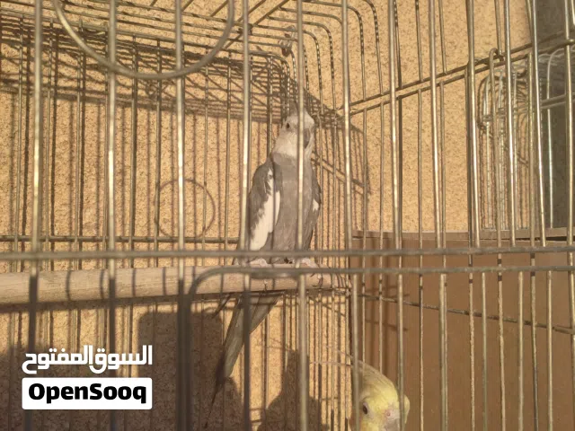 عصافير كوكتيل