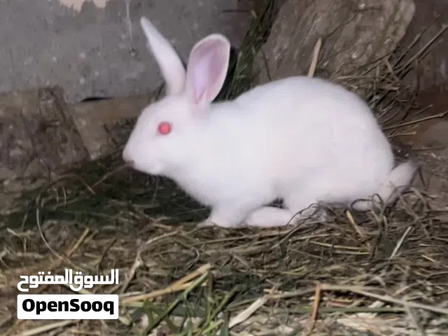 ارانب للبيع اقراء الوصف