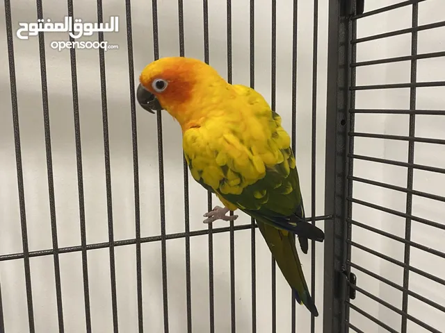 ببغاء صن كيور اليف ويرقص