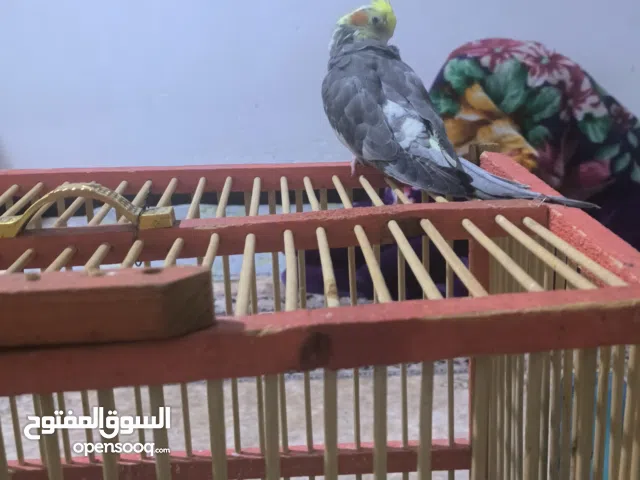 كوكتيل اليف للبيع