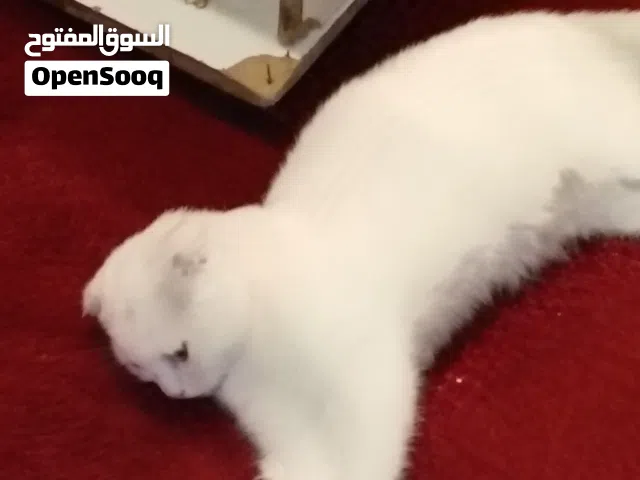 قطه سكوتش فولد ذكر لعوب و صحه ممتازه خالي من اي عيب الييف و نظيف جدا للتبني شرط التبني دفع سعر رمزي