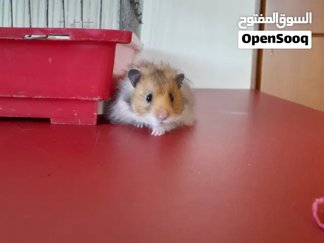 best hamsters for sale