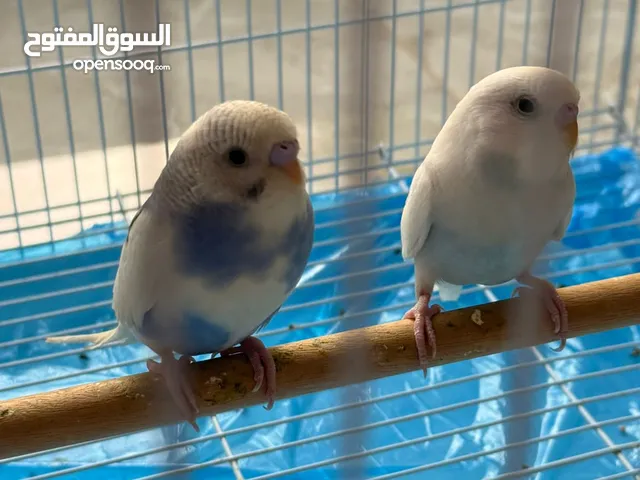 طيور الحب حب