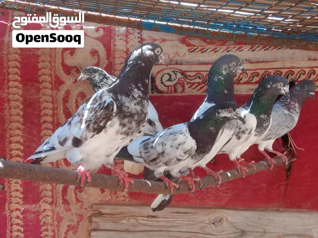 حمام باكستاني