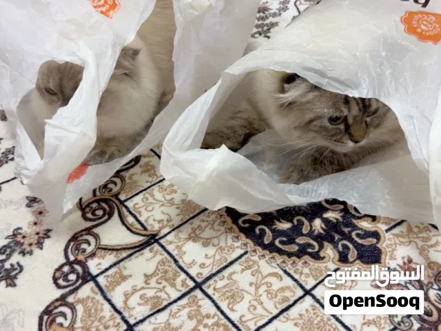 قطط شيرازي وسكوتشي وهملايا