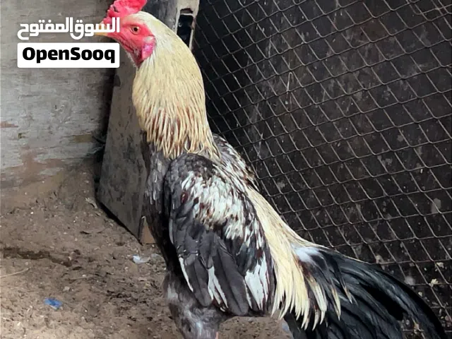 للبيع ديك باكستاني العمر 8 شهور تقريبا