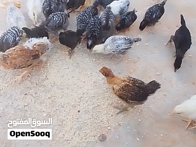 عمرهم 40 يوم عربي غليظ