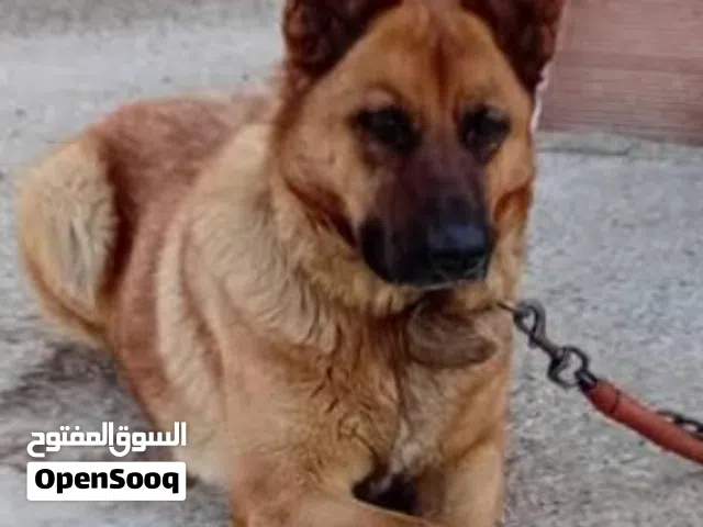 مالينوفسكي استندر