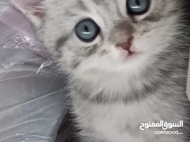 قطط كيتنز عمرهم 43 يوم النوع سكوتش ستريت سيلفر شيدد صحتهم ممتازة جمالهن يشرح القلب