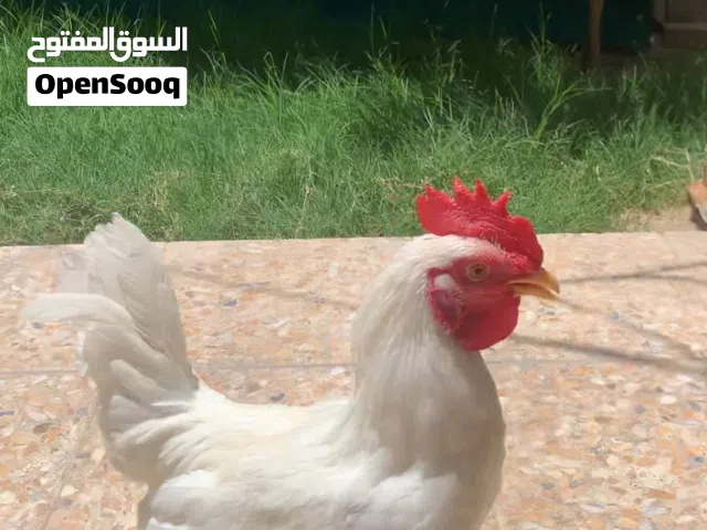 ديج عرب ابيض نقي