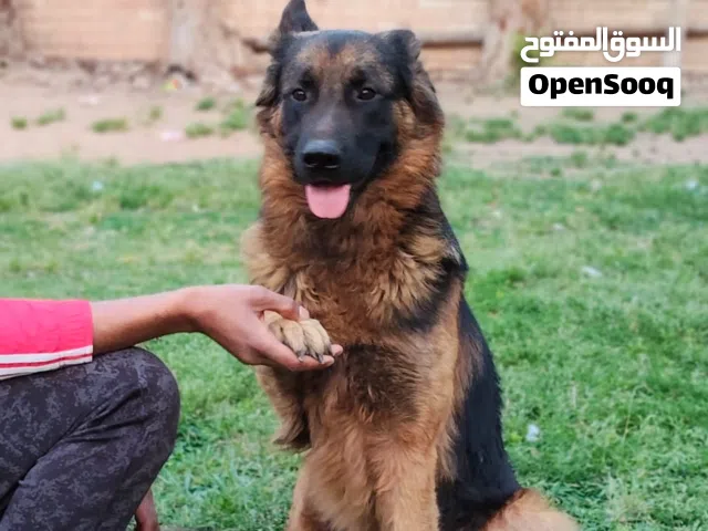 دكر جيرمن شيبرد لونج هير (ورك لين )