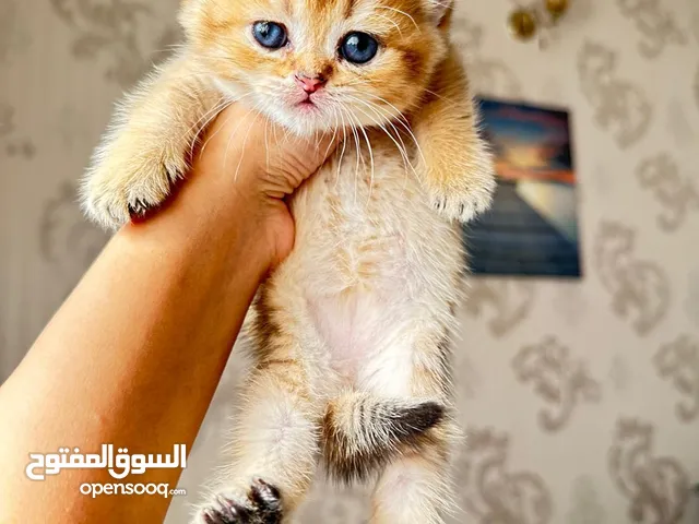للبيع كتنز سكوتش قولد وسلفر شردد ابيض شورت هير استريت