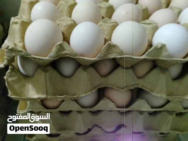 يوجد بيض عماني بلدي ليس مخصب