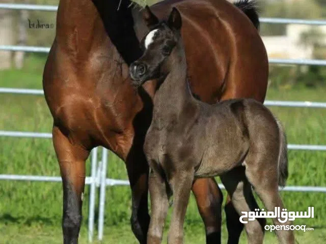 ممدوح حماد عزازمة
