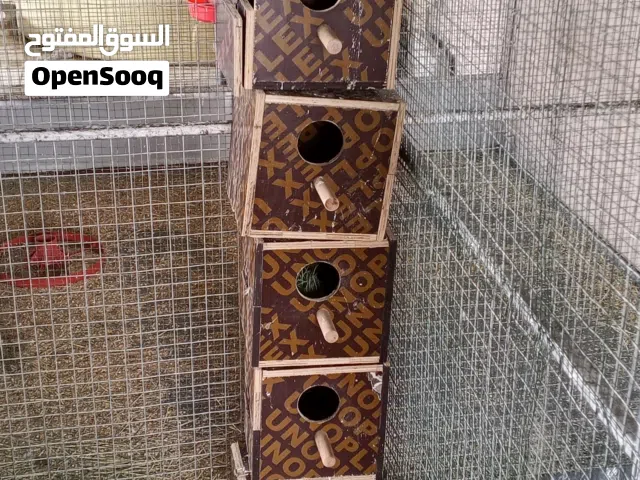 صناديق للروز أو البادجي