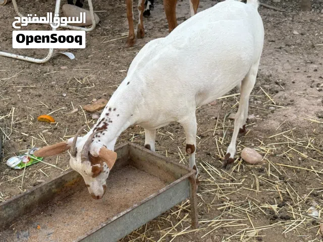 اغنام محليه شحريه