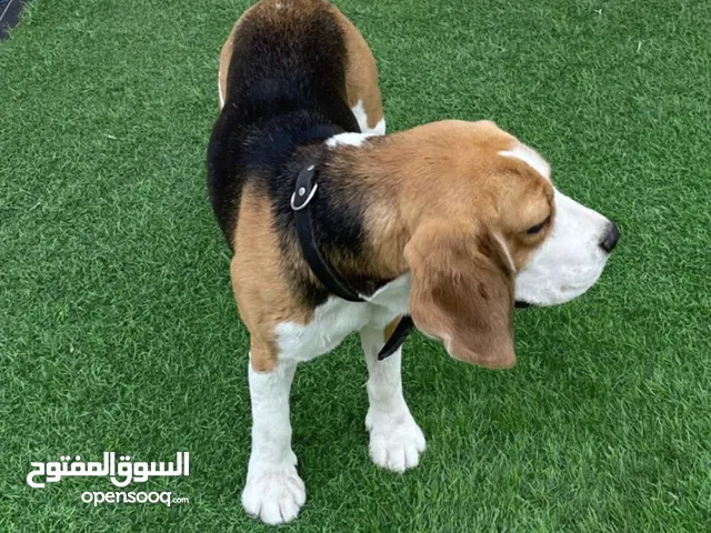 كلاب للتبني في أبو ظبي : جميع الأعمار