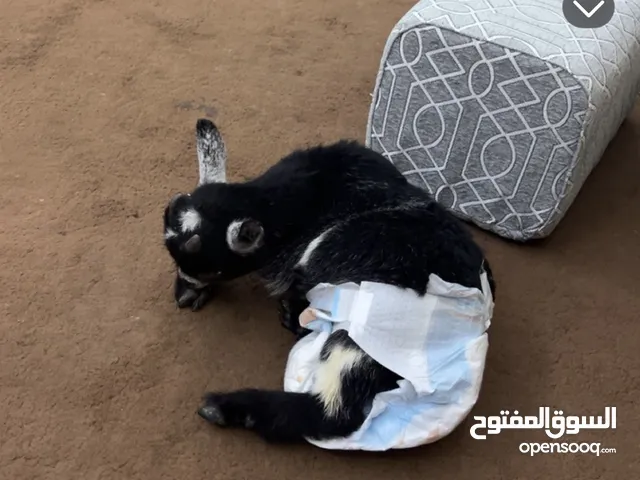 ماعز تشيكي شهر ونص