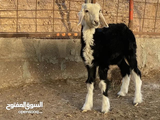 كبش نجدي طيب