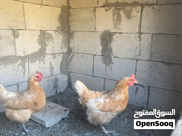 ثلاث جاجات لوهمان تبارك الرحمن