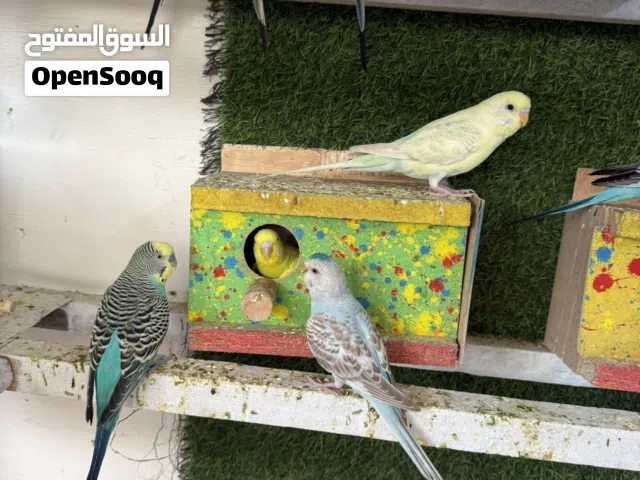 طيور الحب مال محمية الطيور صحه وتكاثر خير من الله تريد زاوج تريدهن كلهن تدلل