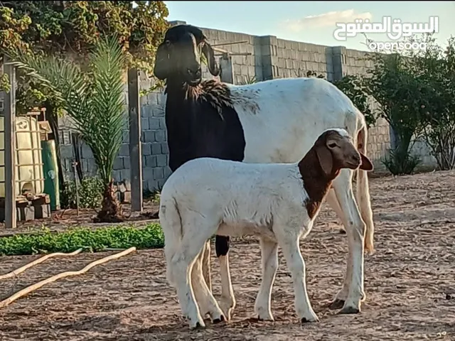 نعجة تحتها حوليه رويانة ربي يبارك