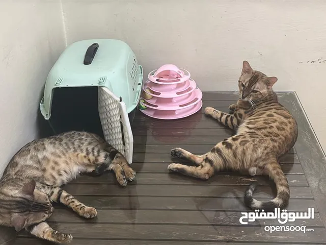 Bengal cat for rehoming