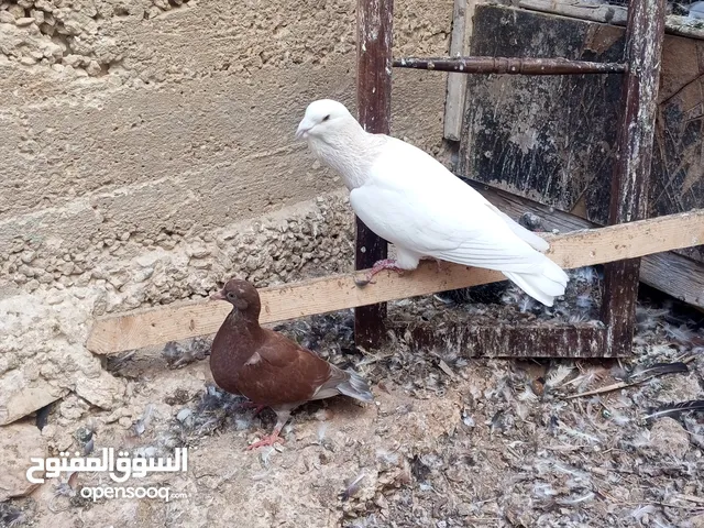 كوم حمام حوالي من 35 إلى 40 طير  للبيع