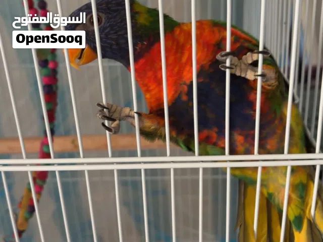 للبيع طير لوري اليف يقبل المسح