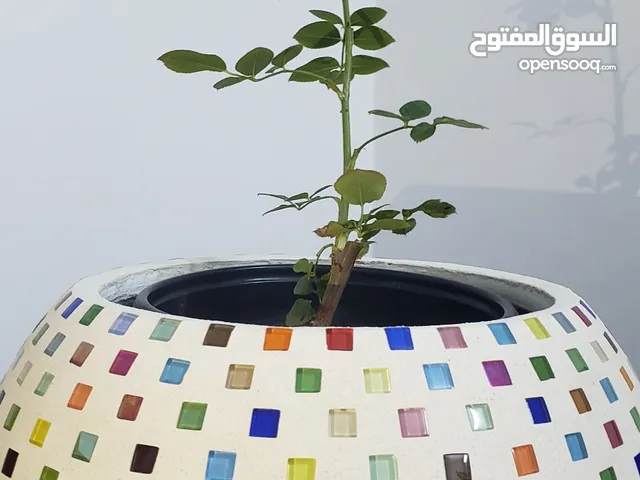قوارة اسمنتية بقطع الكريستال شغل يدوي