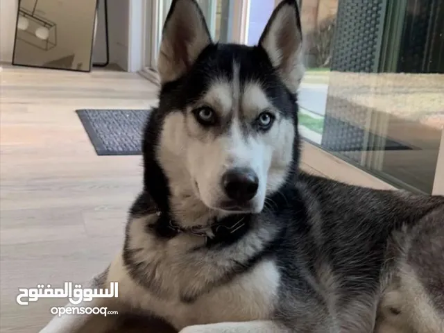 كلب هاسكي للبيع بسعر مغري
