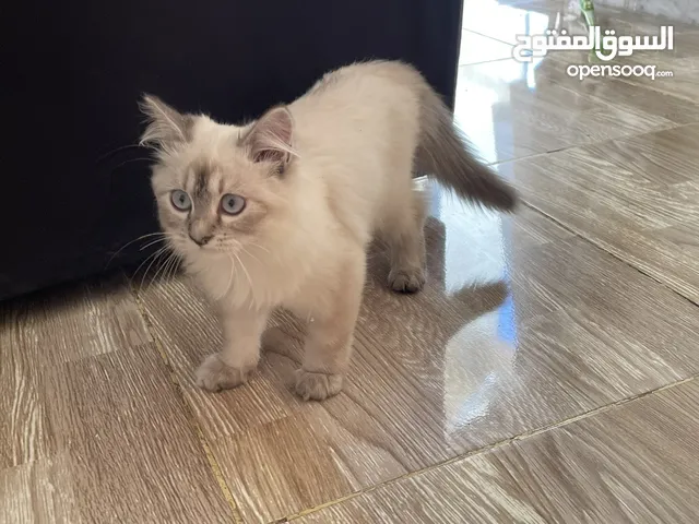 قطة راغدول شهرين اليفه