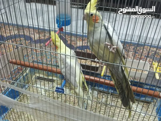 جوز كوكتيل للبيع شغالات 100/100
