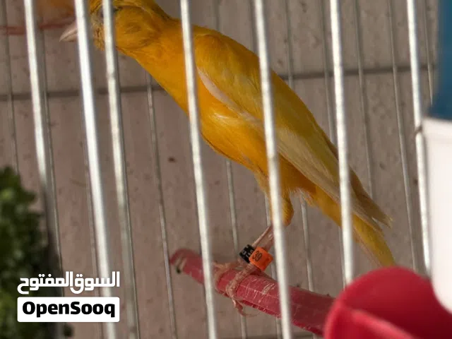 فحلين بي غيار ريش للبيع