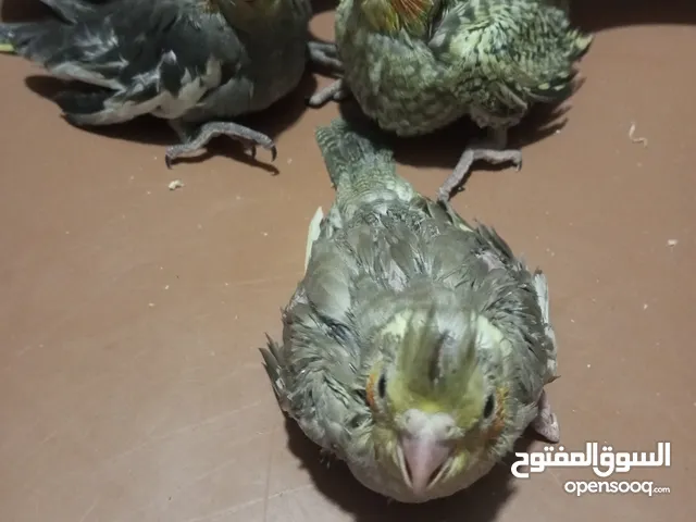 فراخ كوكتيل للزق اليدوي