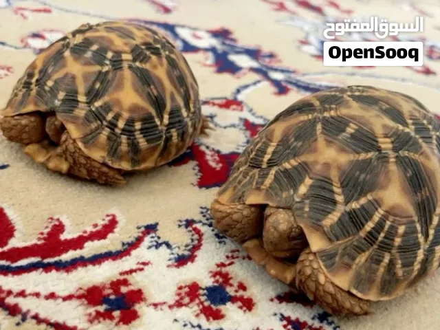 High-quality turtles available