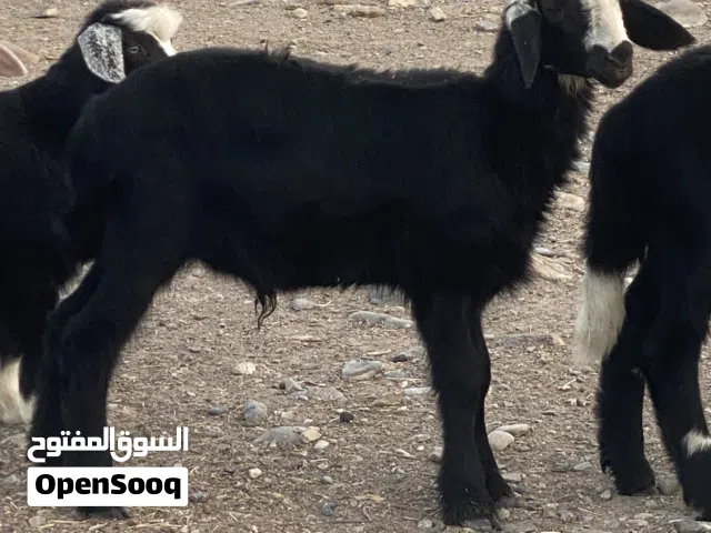 كبش لعمر ثلاث شهور وشوي 55ریال