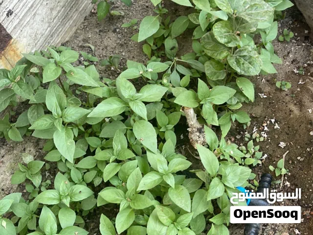 ريحان بالمجان