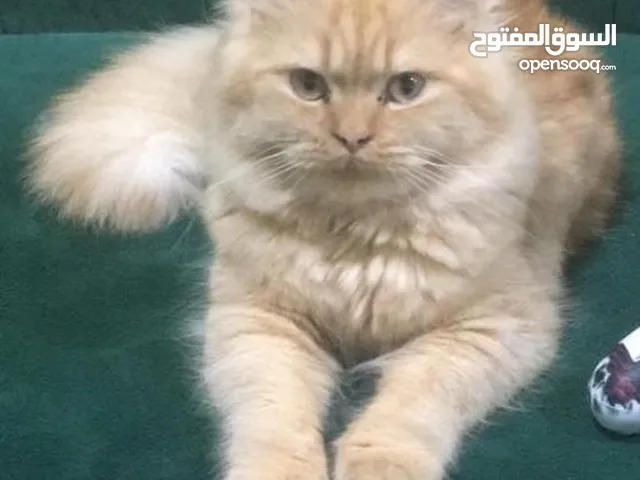 قط بريتش جولد ذكر للتبني